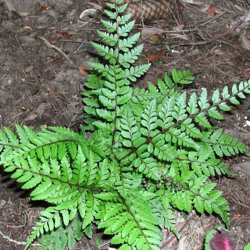 Achillea tomentosa nana